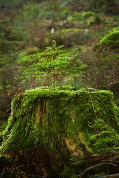 junger Baum, der aus einem Baumstamm wächst