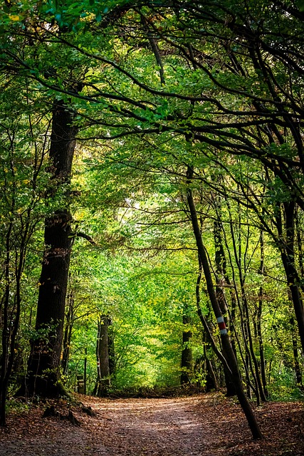 Wald mit Weg